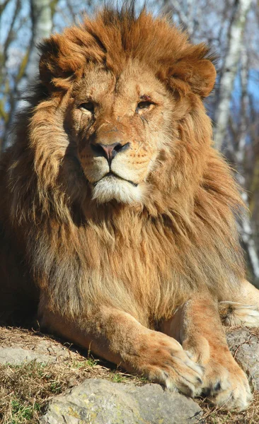 狮子 — 图库照片