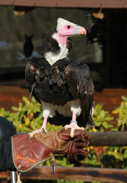 兀鹫 — 图库照片