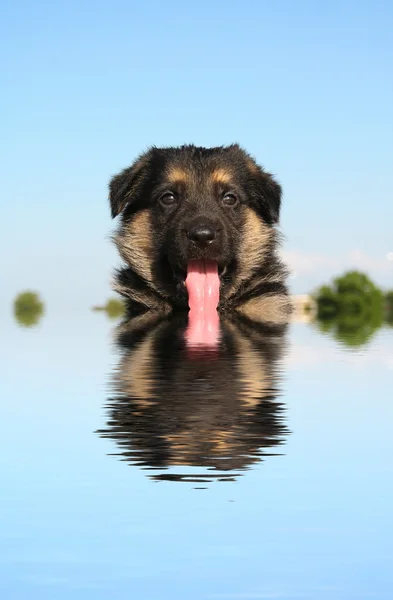 German Shepard puppy — Stock Photo, Image