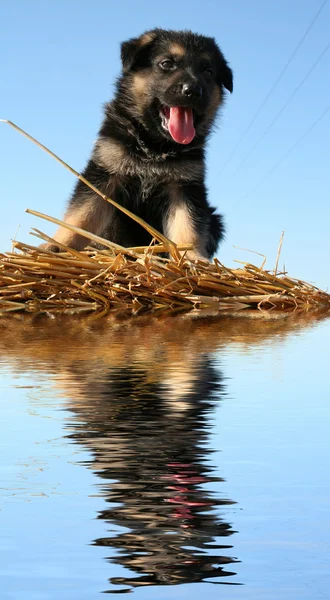 Filhote de cachorro alemão Shepard — Fotografia de Stock