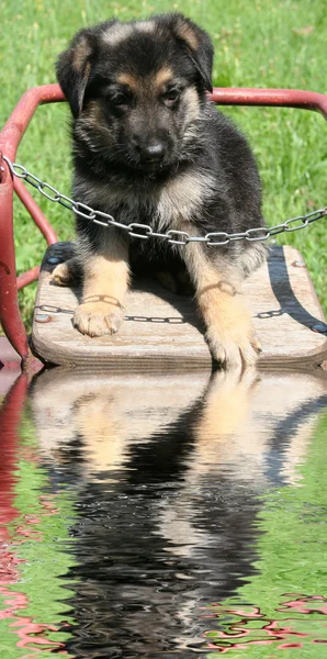 ドイツ シェパードの子犬 — ストック写真