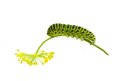 Green caterpillar clipart