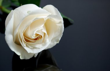 White rose on black clipart