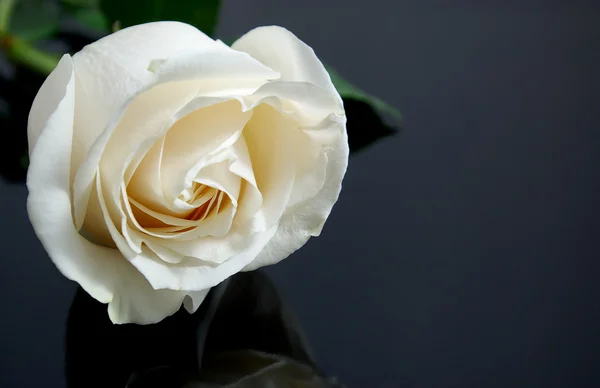 黒地に白いバラ — ストック写真
