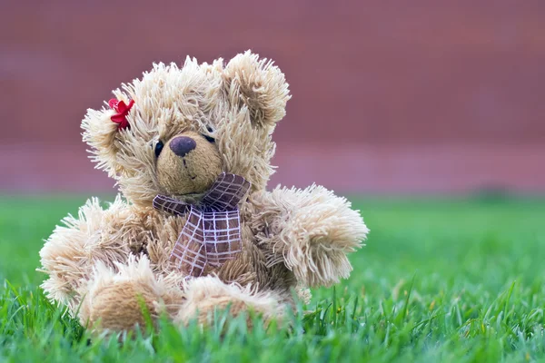 stock image Teddy bear sitting alone