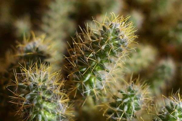 stock image Cactus