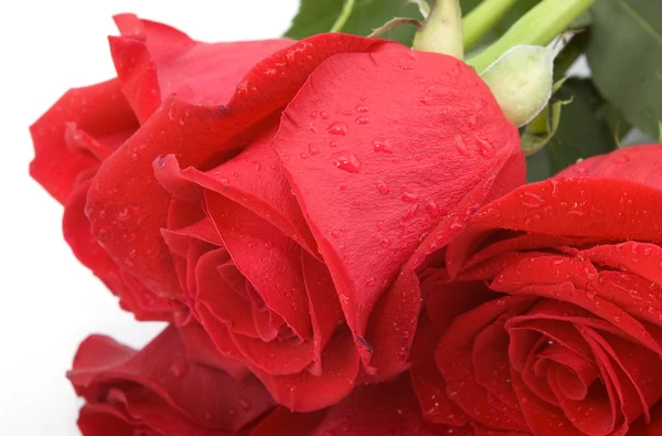 Sluit weergave van natte rode rozen — Stockfoto