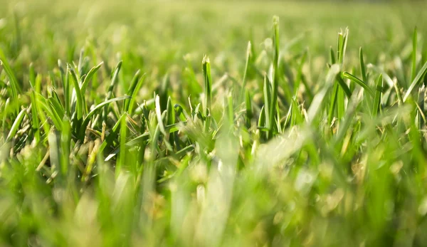Grünes Gras aus nächster Nähe — Stockfoto