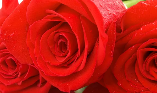 Widok makro mokry trzy czerwone róże — Zdjęcie stockowe