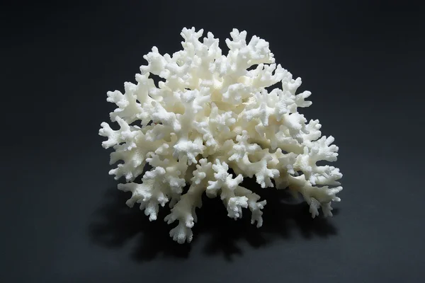 Coral on black 1 Stock Image