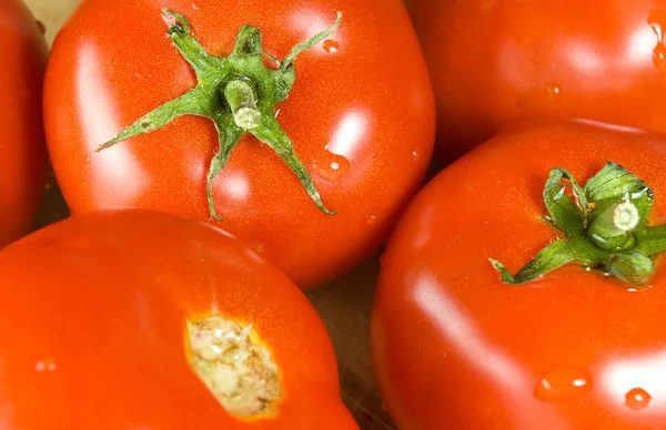 Frische Tomaten Stockbild