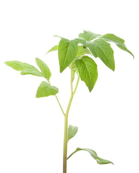 Зелена рослина Ліцензійні Стокові Фото