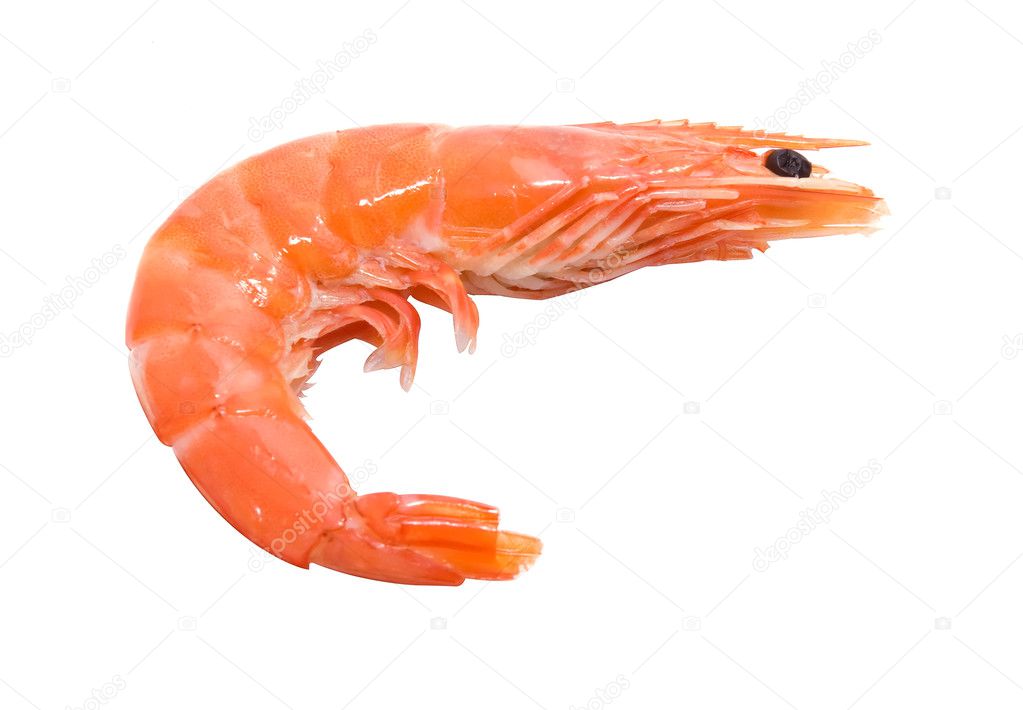 Big shrimp isolated