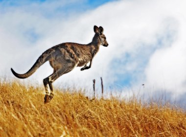Australian Kangaroo clipart