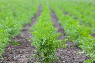 sağlıklı ekolojik plantasyon