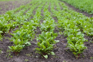 sağlıklı ekolojik plantasyon