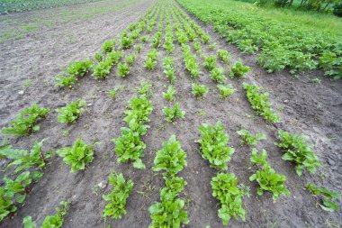 sağlıklı ekolojik plantasyon