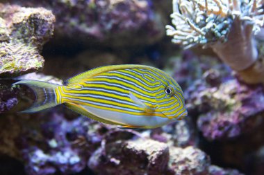 tropikal dünya - acanthurus lineatus, palyaço tang