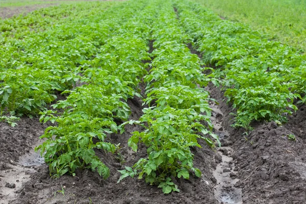 stock image Healthy ecological plantation