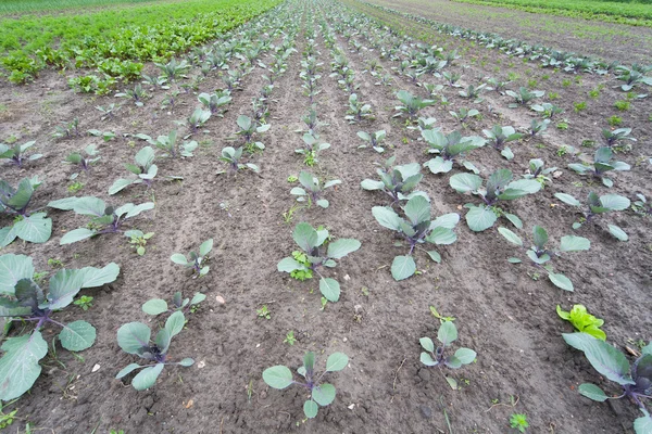 sağlıklı ekolojik plantasyon