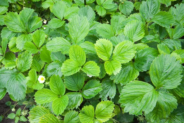 stock image Plenty of green strawberry leaves