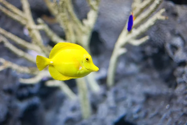 Peixes tropicais coloridos — Fotografia de Stock