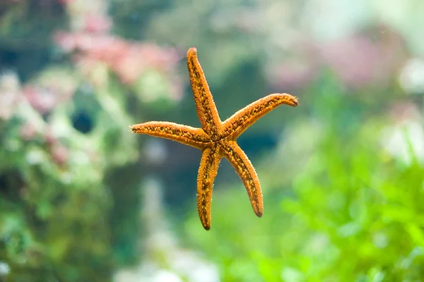 Bela estrela-do-mar — Fotografia de Stock