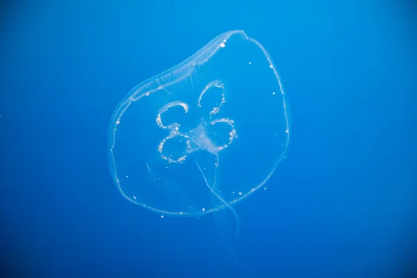 Hermosas medusas —  Fotos de Stock