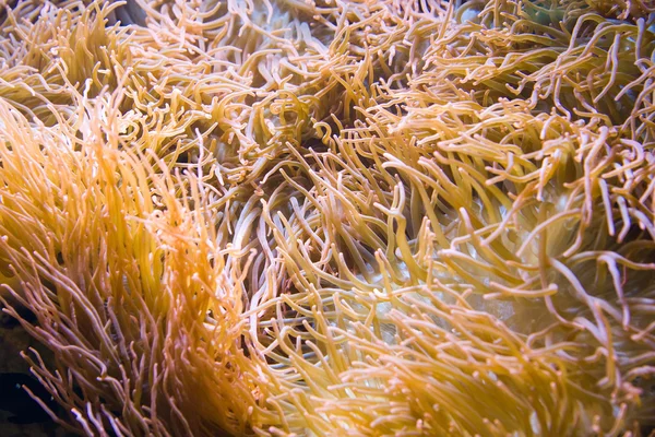 Kleurrijke Zie anemone — Stok fotoğraf