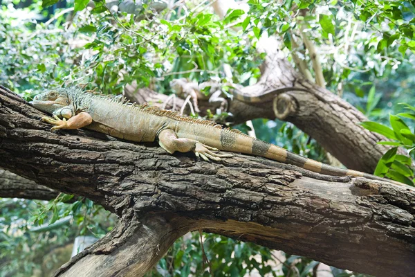 나무 위의 도마뱀 — 스톡 사진