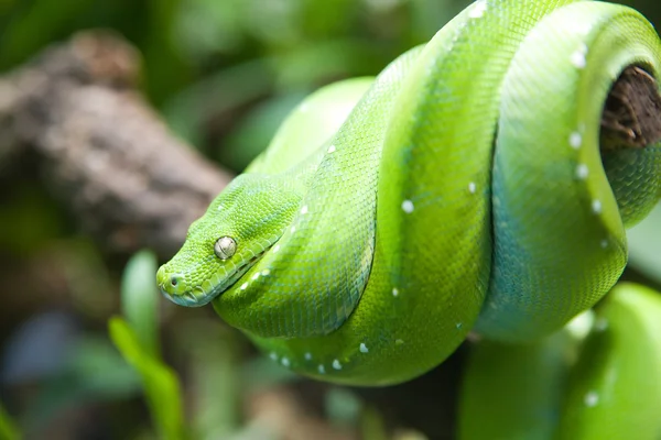 Bellissimo serpente — Foto Stock