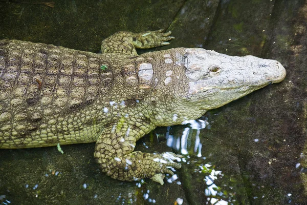Krokodil in de rivier — Stockfoto