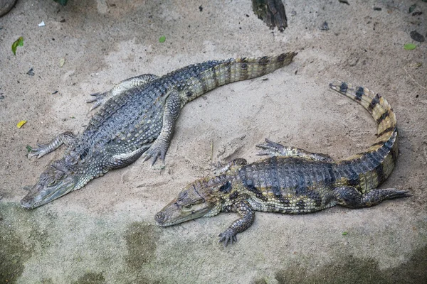 Two crocodiles on the river bank — Stock Photo, Image