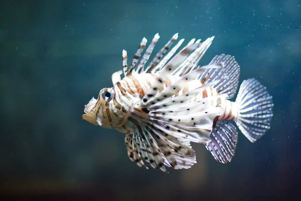 Barevné tropické ryby — Stock fotografie