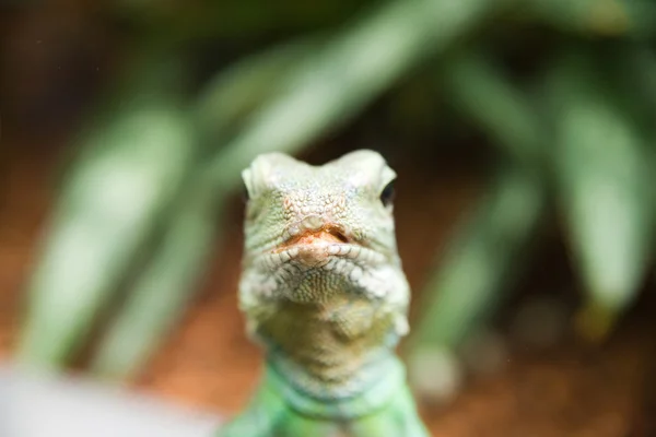 Lizzard looking at you — Stock Photo, Image