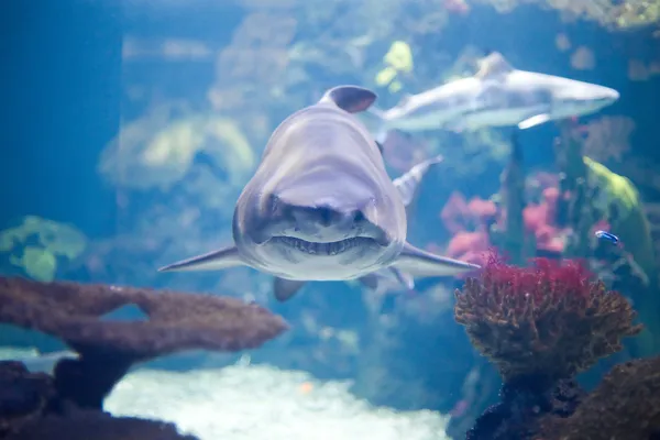Tiburón gris — Foto de Stock