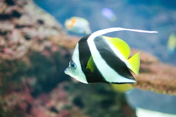 Pesce tropicale colorato — Foto Stock