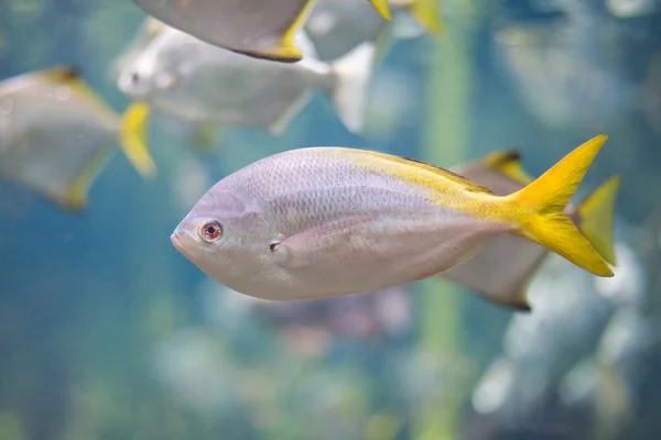Kolorowe ryby tropikalne — Zdjęcie stockowe