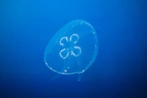 Beautiful jellyfish — Stock Photo, Image