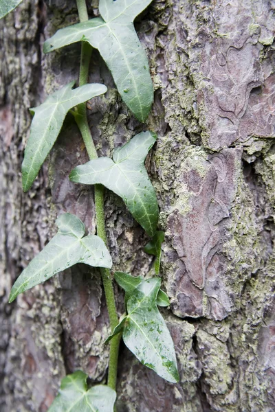 stock image Green ivy over brown bark of tree