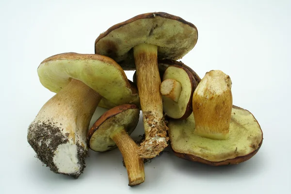 Kilka grzybów na białym tle — Zdjęcie stockowe