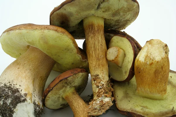 Kilka grzybów na białym tle — Zdjęcie stockowe