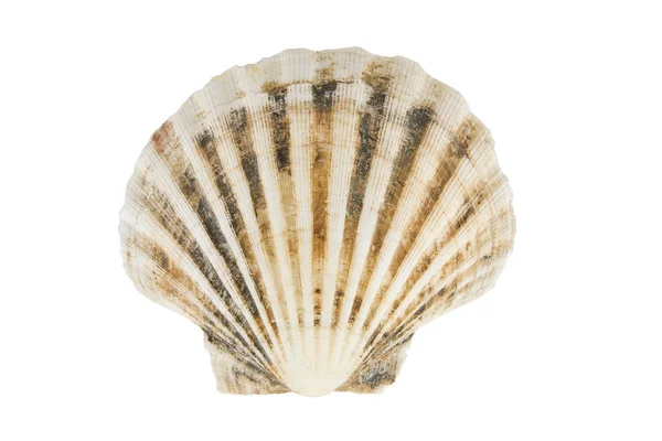 Seashell con camino recortado —  Fotos de Stock