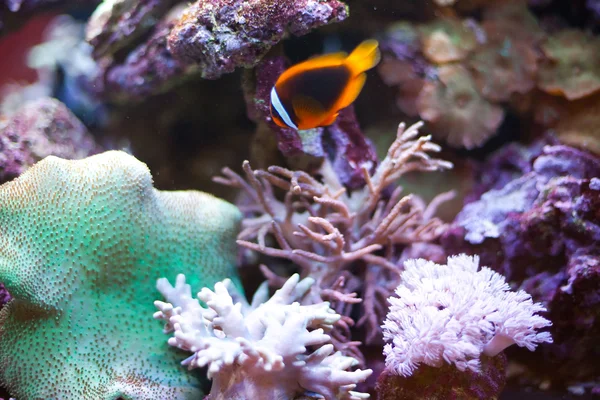 Clownfish τροπικός κόσμος - κανέλα — Φωτογραφία Αρχείου