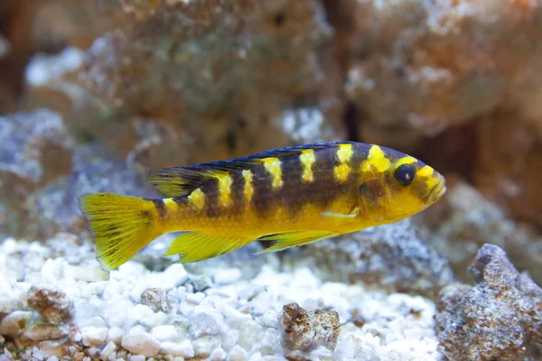 Tropical world - Nimbochromis venustus — Stock Photo, Image