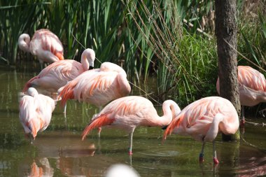 flamingolar sürü