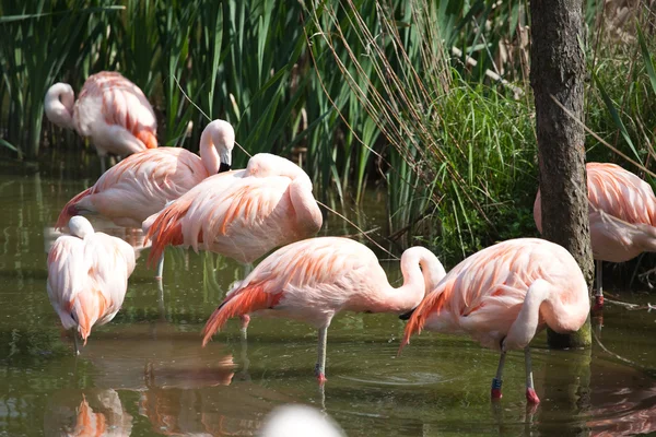 Embalagem de flamingos — Fotografia de Stock