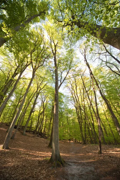 Лесной путь — стоковое фото