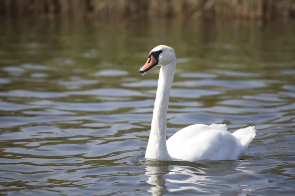 Stock image Portrait of beautiful swan