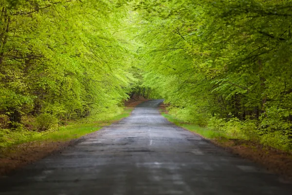 Road in the tree tunnel — Stock Photo, Image